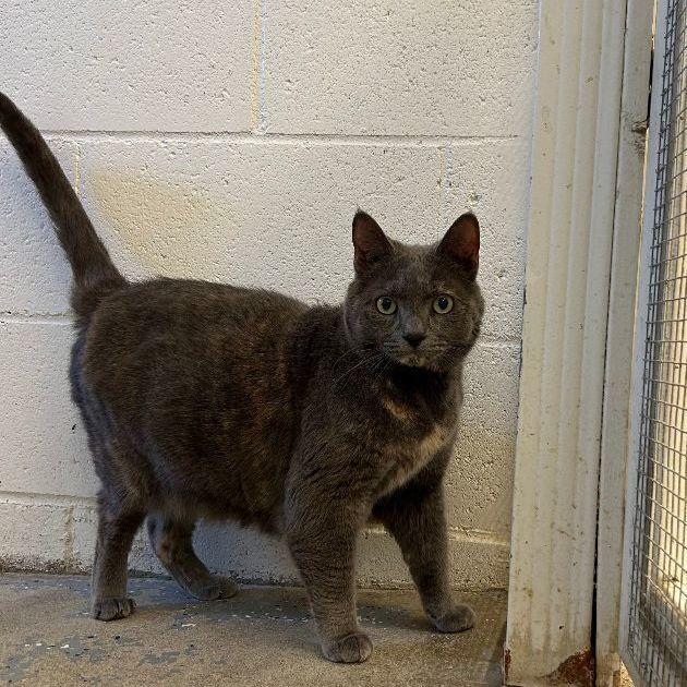 Zena, Adoptable, Adult Female Domestic Short Hair.