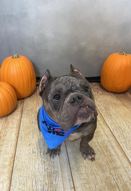 Thumbalina, Adoptable, Adult Female American Bully.