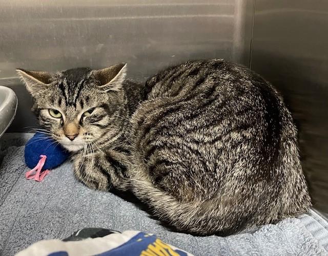 Enlarge Lonestar, a ADOPTABLE Domestic Medium Hair in Prudenville, MI image 1/1