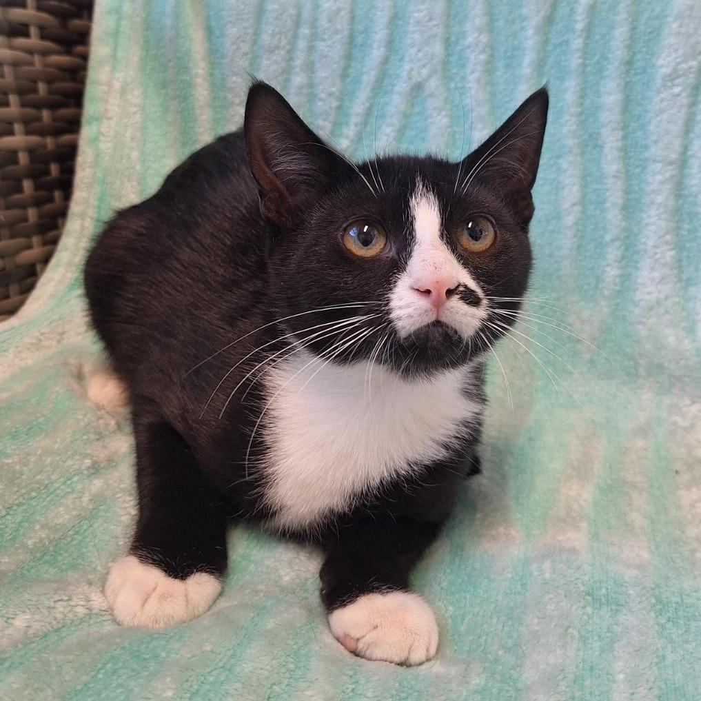 Enlarge Brie, a Adoptable Domestic Short Hair in Attica, NY image 1/2
