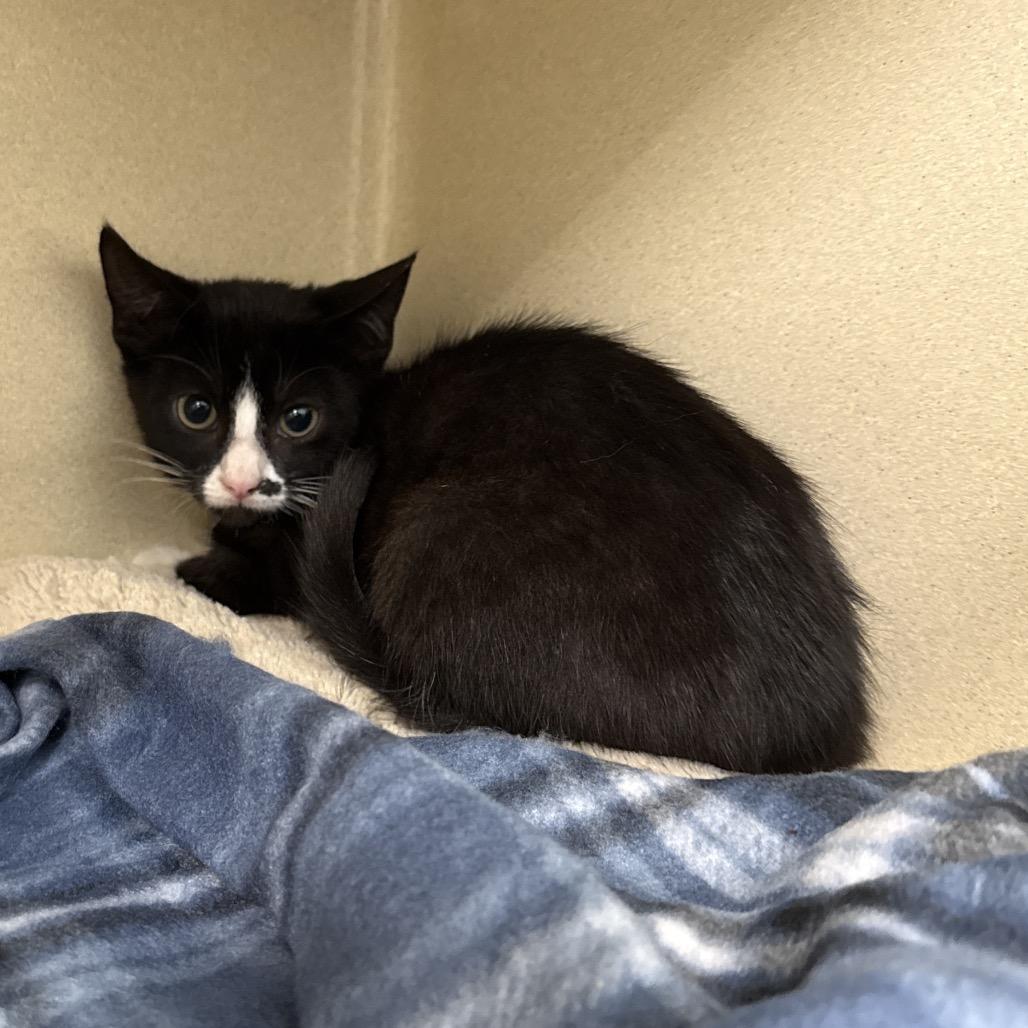Enlarge Brie, a Adoptable Domestic Short Hair in Attica, NY image 2/2