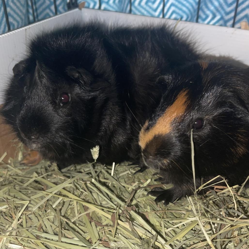 Enlarge Jimmy (and Dean), a Adoptable Guinea Pig in Columbia, MO image 1/5