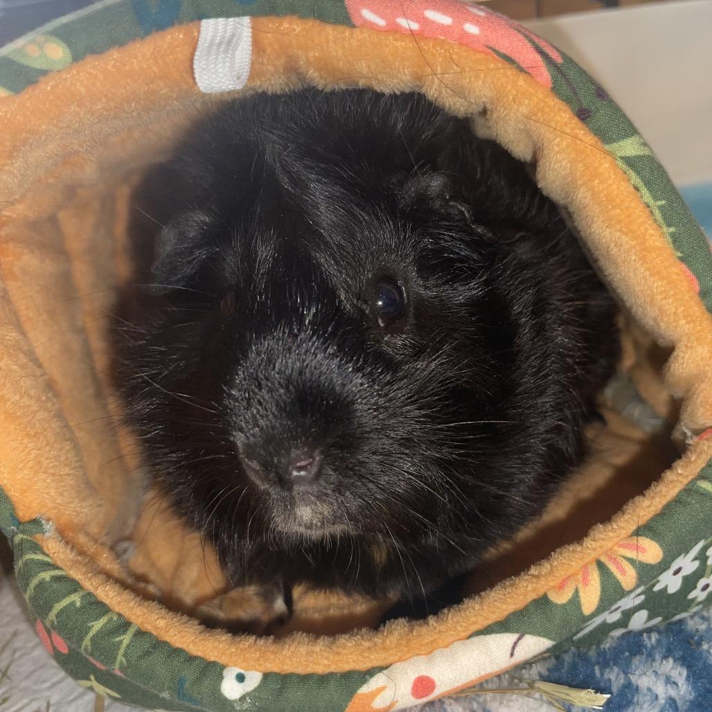 Enlarge Jimmy (and Dean), a Adoptable Guinea Pig in Columbia, MO image 4/5