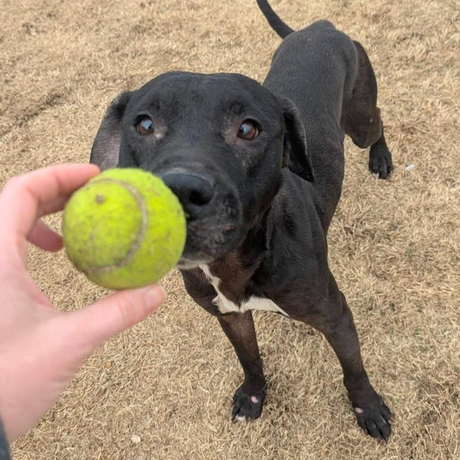 DRAKE  Available NOW - ADOPTION or RESCUE!, Adoptable, Adult Male Mixed Breed.