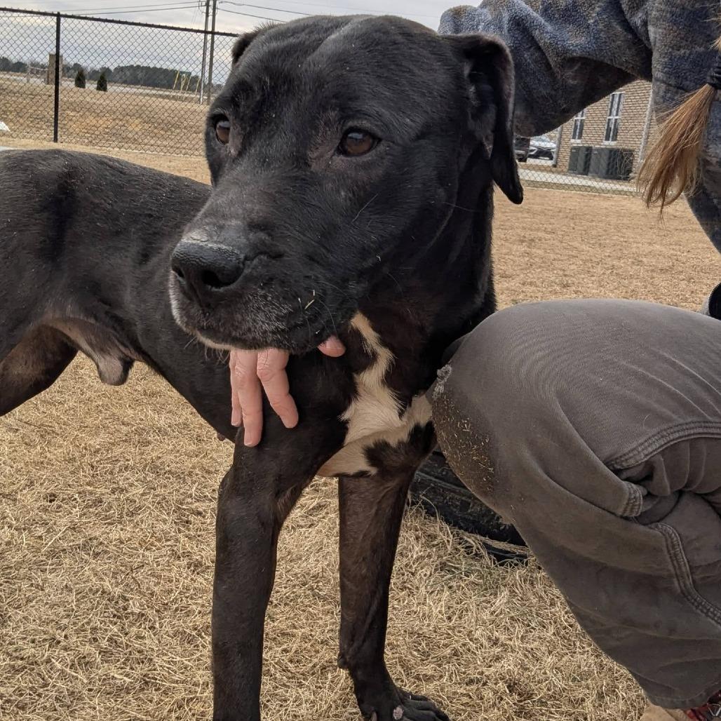 Enlarge DRAKE  Available NOW - ADOPTION or RESCUE!, a Adoptable Mixed Breed in Nashville, NC image 2/4