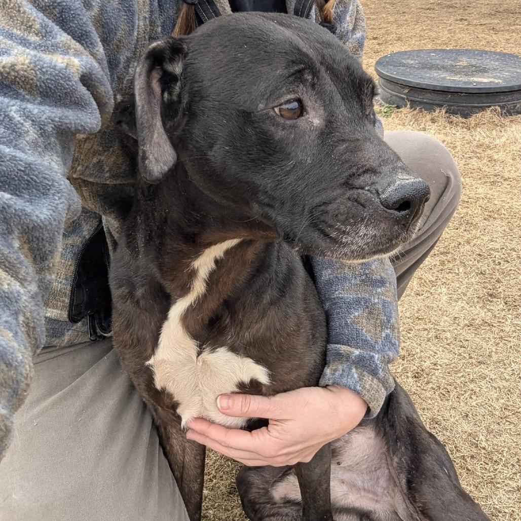 Enlarge DRAKE  Available NOW - ADOPTION or RESCUE!, a Adoptable Mixed Breed in Nashville, NC image 3/4