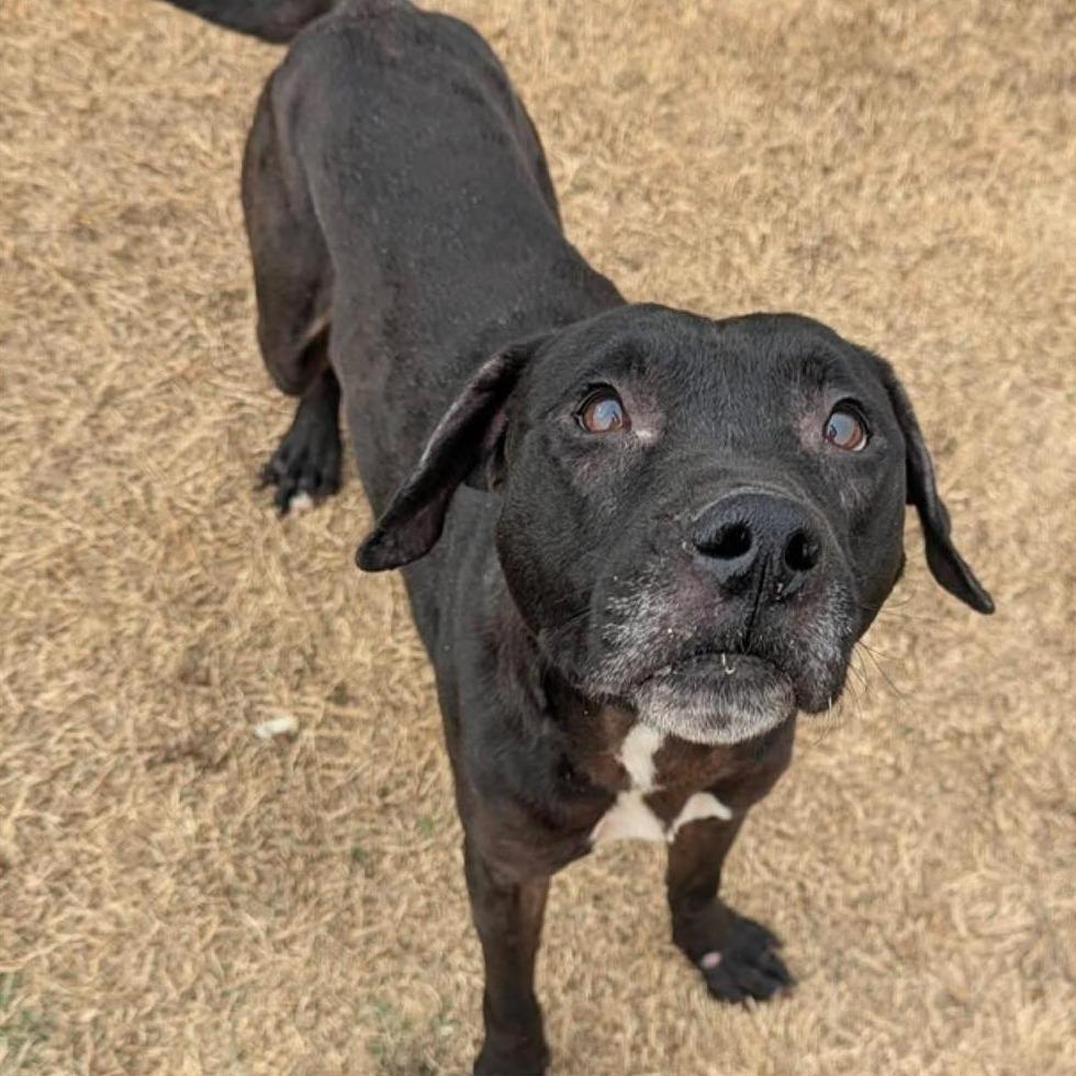 Enlarge DRAKE  Available NOW - ADOPTION or RESCUE!, a Adoptable Mixed Breed in Nashville, NC image 4/4