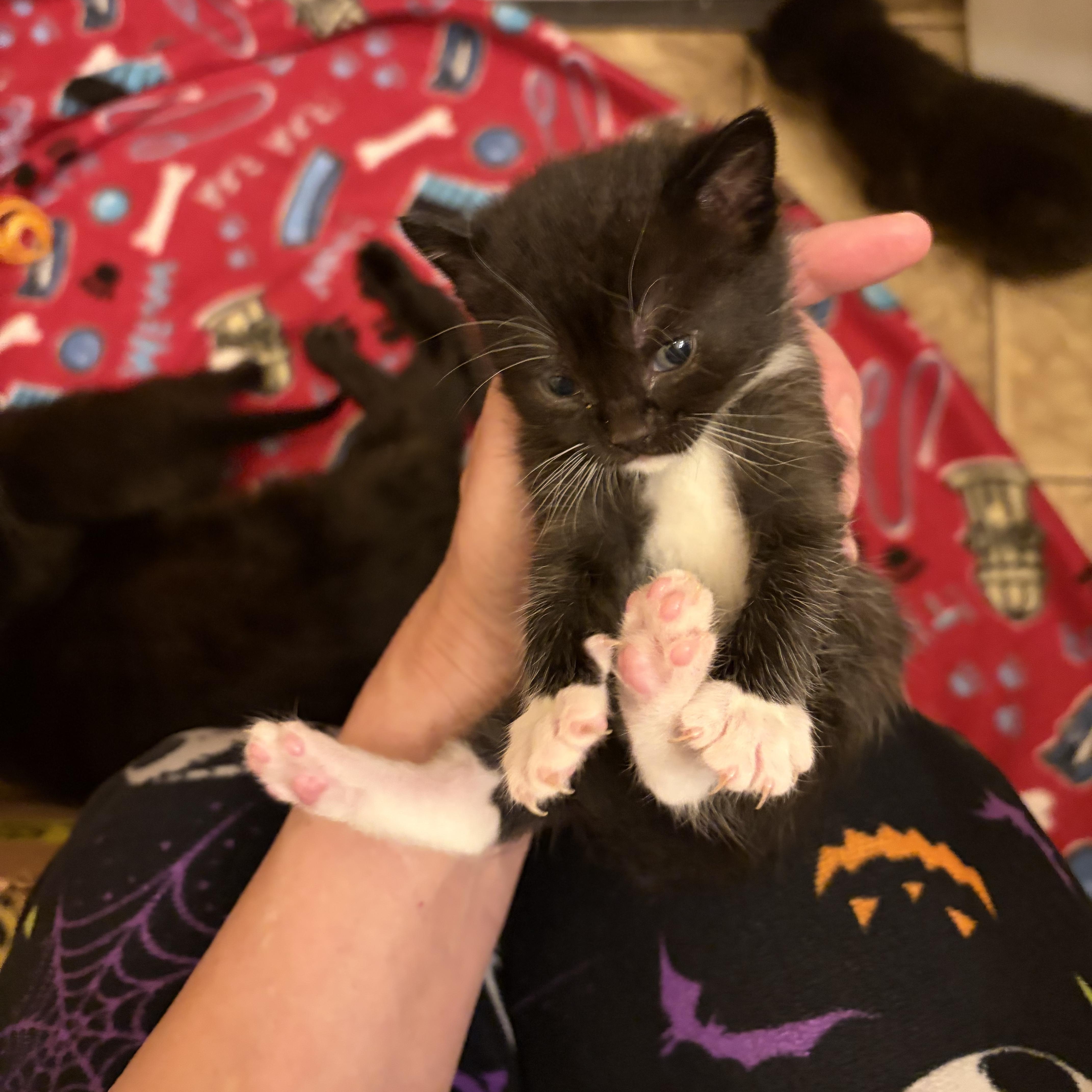 Enlarge Mary Beth, a Adoptable Domestic Short Hair in Waverly, IA image 4/4