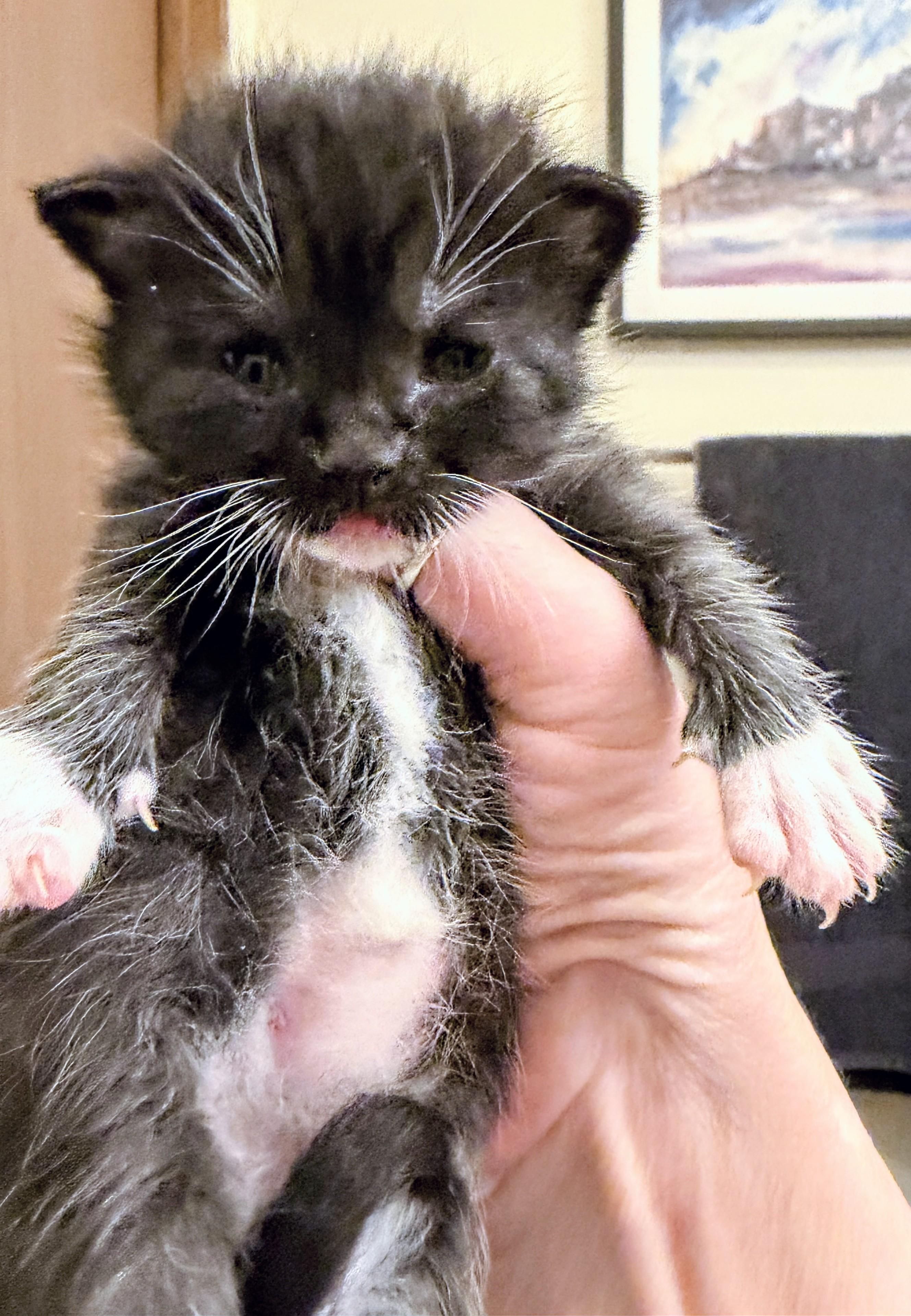 Enlarge Mary Beth, a Adoptable Domestic Short Hair in Waverly, IA image 2/4