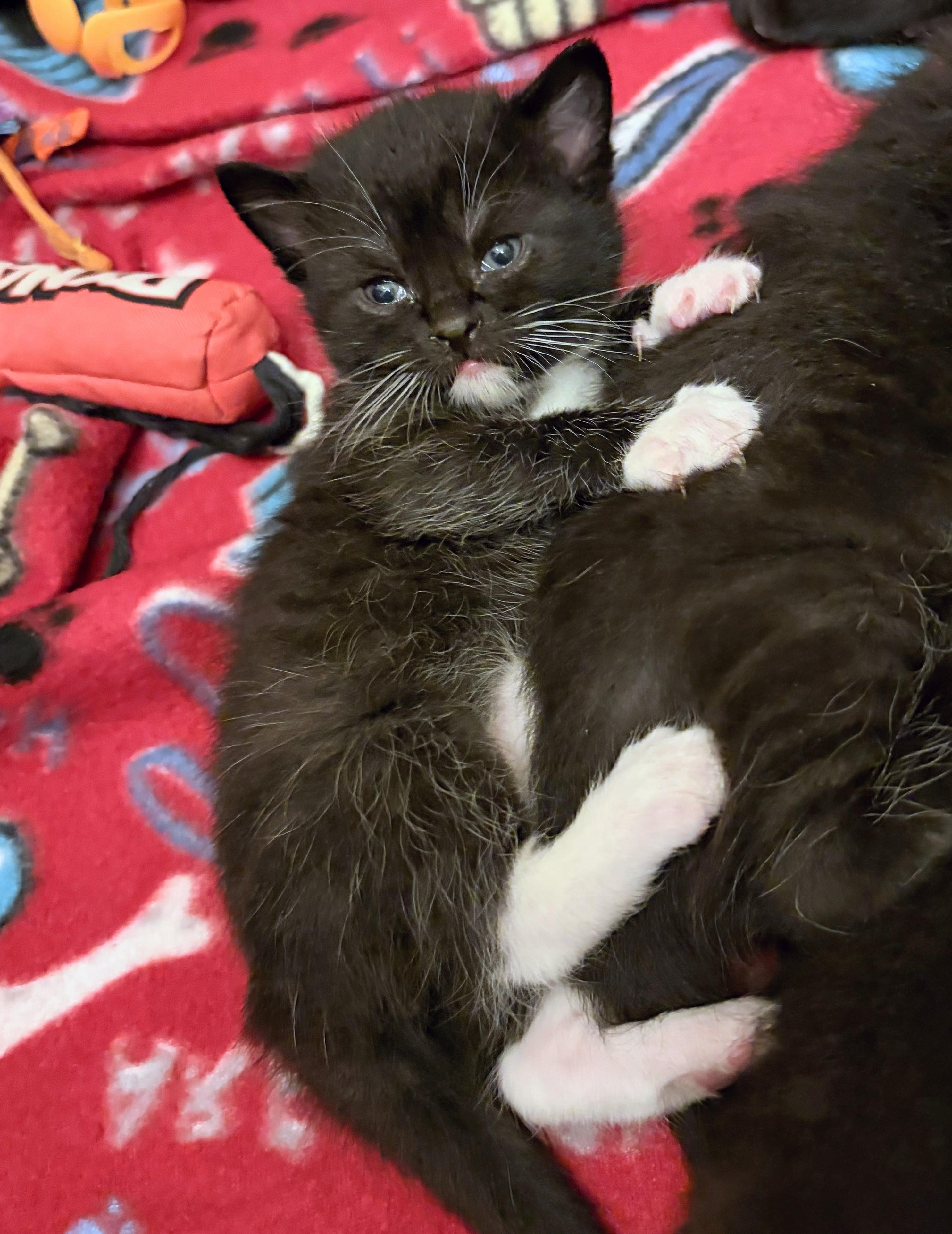 Mary Beth, Adoptable, Kitten Male Domestic Short Hair.