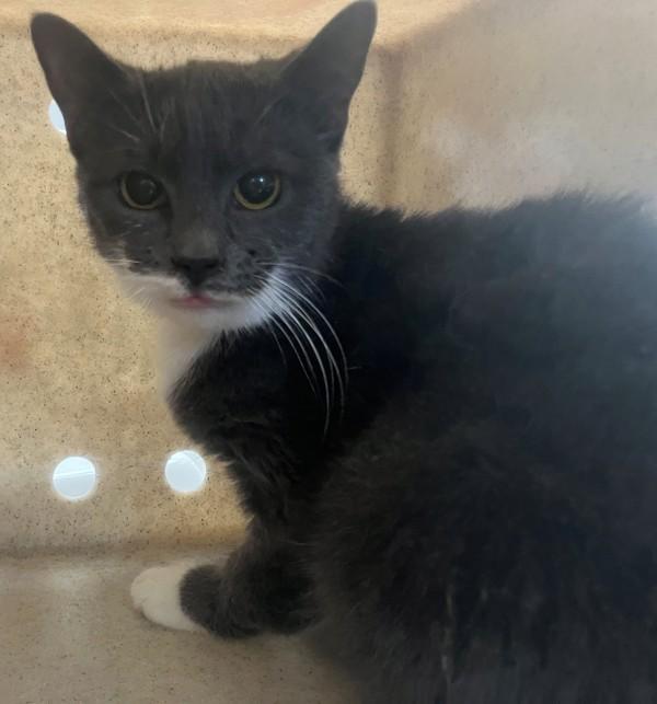 Dragonfruit, Adoptable, Young Female Domestic Short Hair.