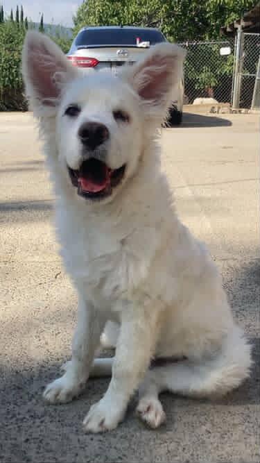 Enlarge LACEY, a Adoptable mixed breed in San Bernardino, CA image 1/1