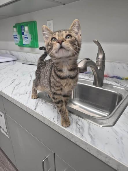 Sprocket, Adoptable, Young Female Domestic Short Hair.