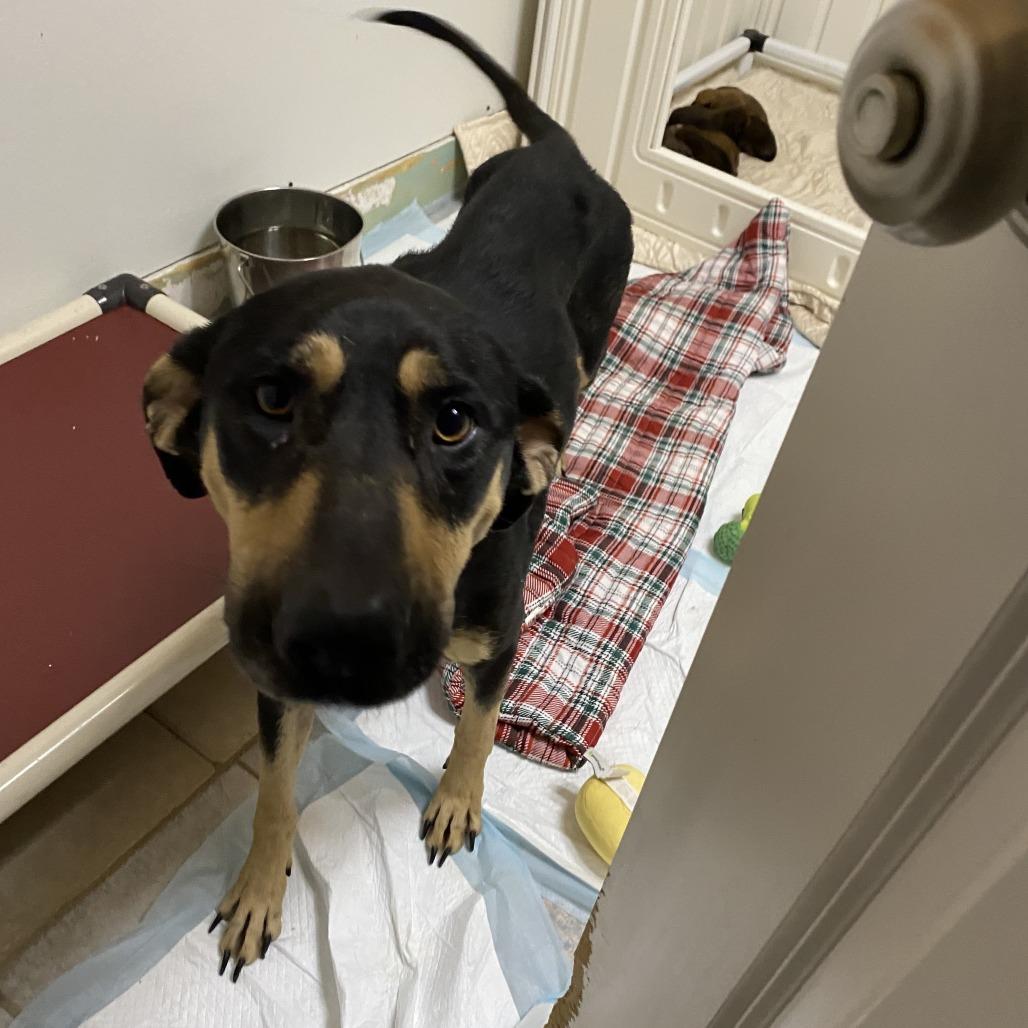 Trina, Adoptable, Adult Female Shepherd & Mixed Breed.