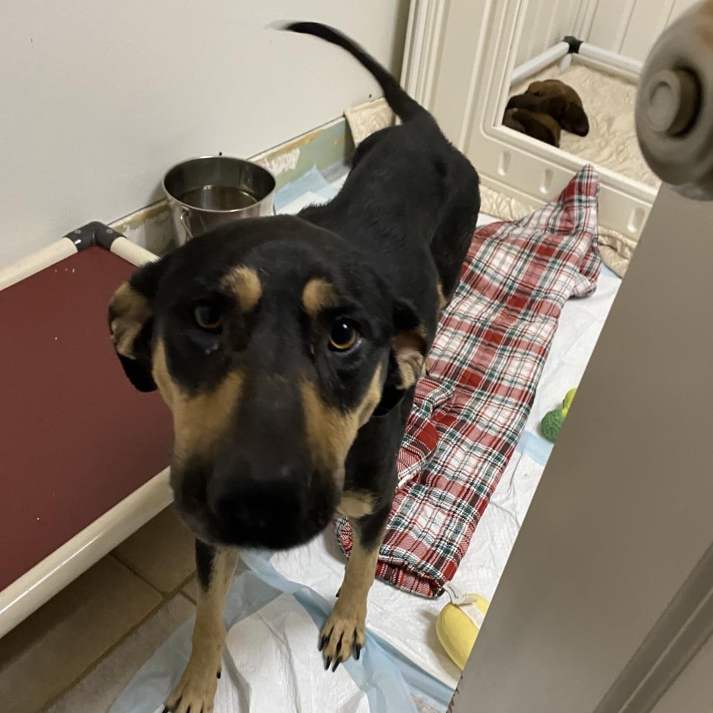 Trina, Adoptable, Adult Female Shepherd & Mixed Breed.