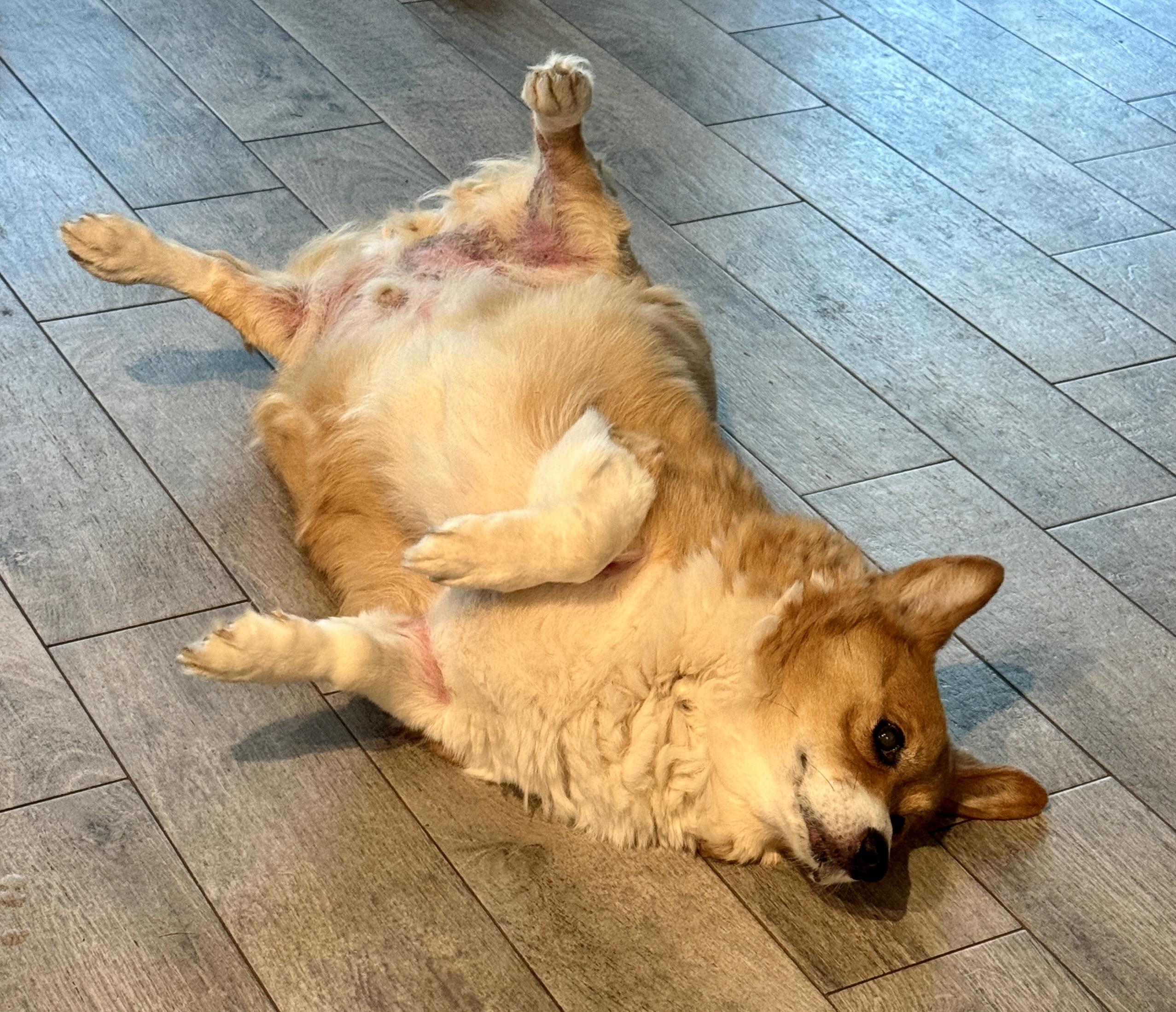 Brady, Adoptable, Senior Male Corgi.