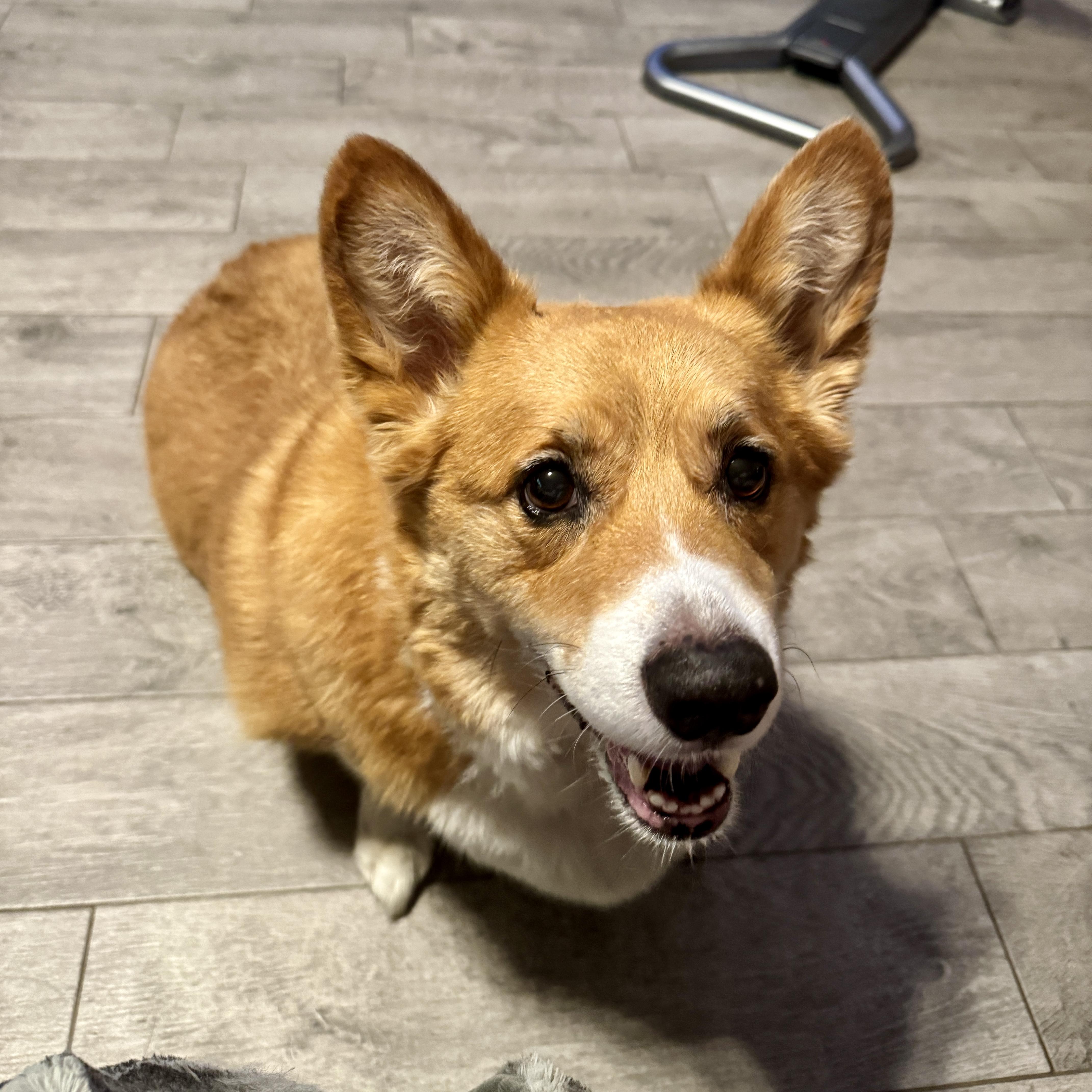 Enlarge Brady, a Adoptable mixed breed in Dallas, TX image 2/2