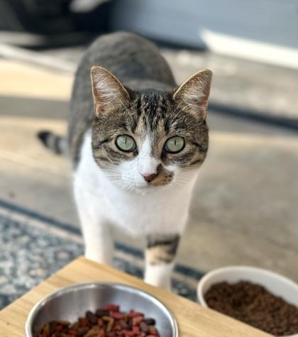 AVA, Adoptable, Young Female Domestic Medium Hair.