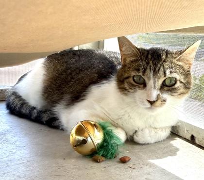 Enlarge AVA, a Adoptable mixed breed in Fernandina Beach, FL image 1/1