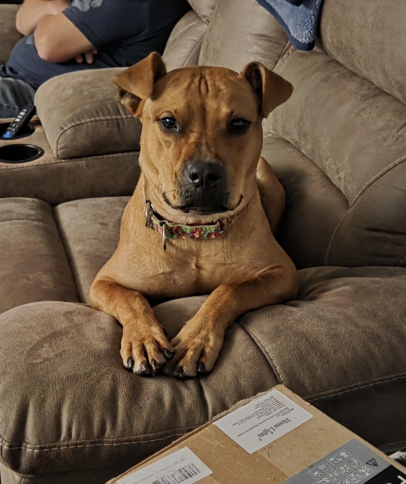 Enlarge Yumi, a ADOPTABLE Mixed Breed in Gainesville, FL image 1/1