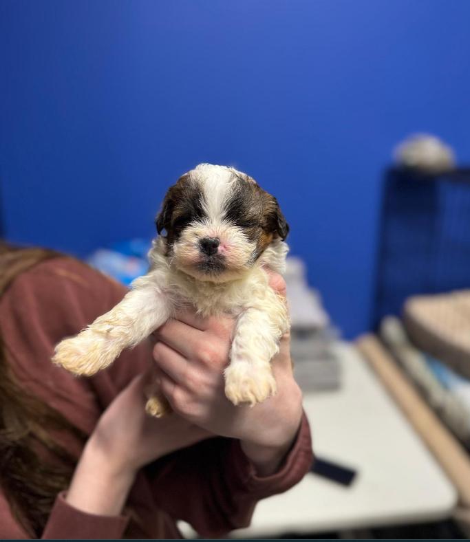Baby, adopted, Puppy Female Shih poo.