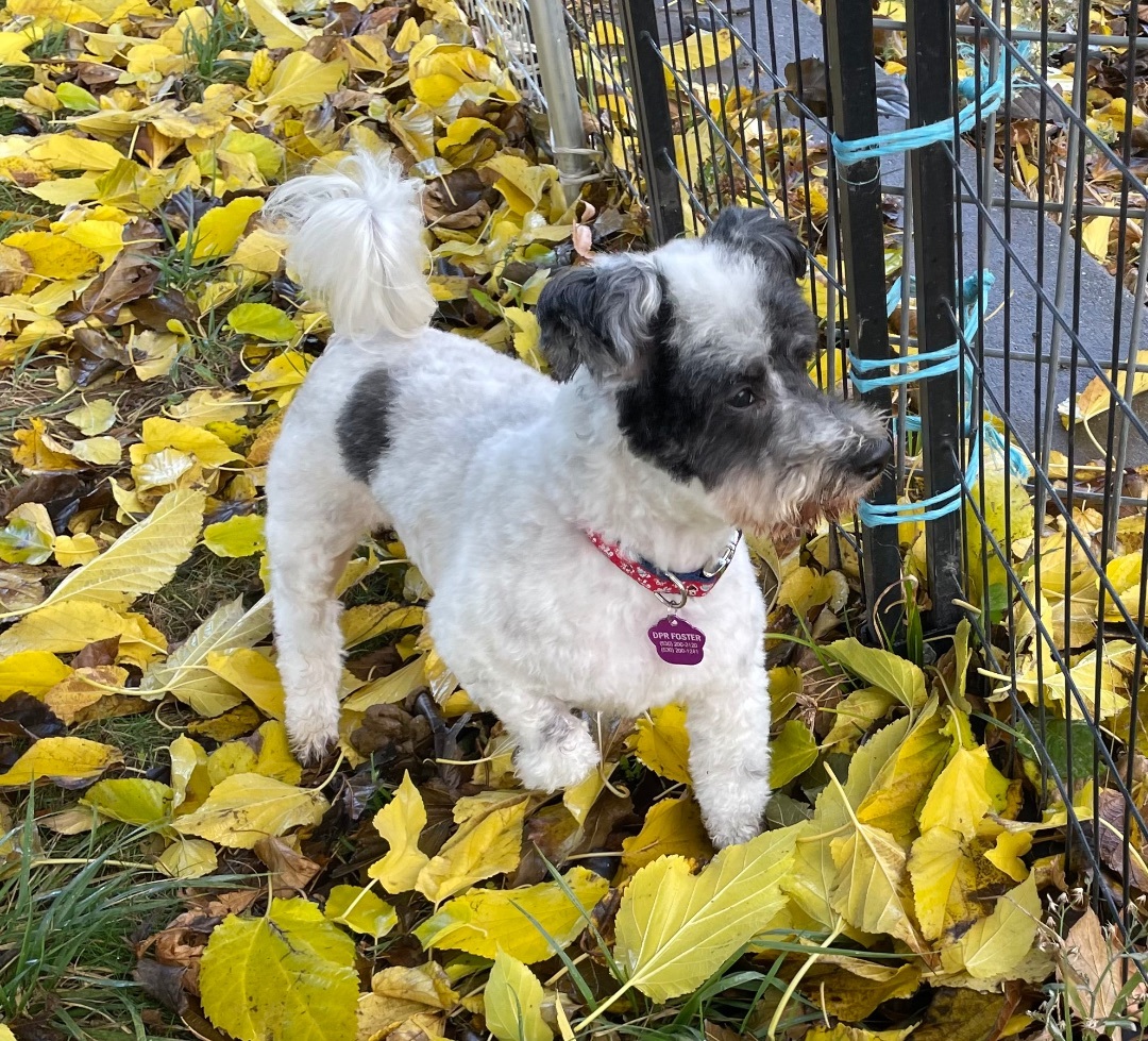 Enlarge Jones, a Adoptable mixed breed in Red Bluff, CA image 1/6