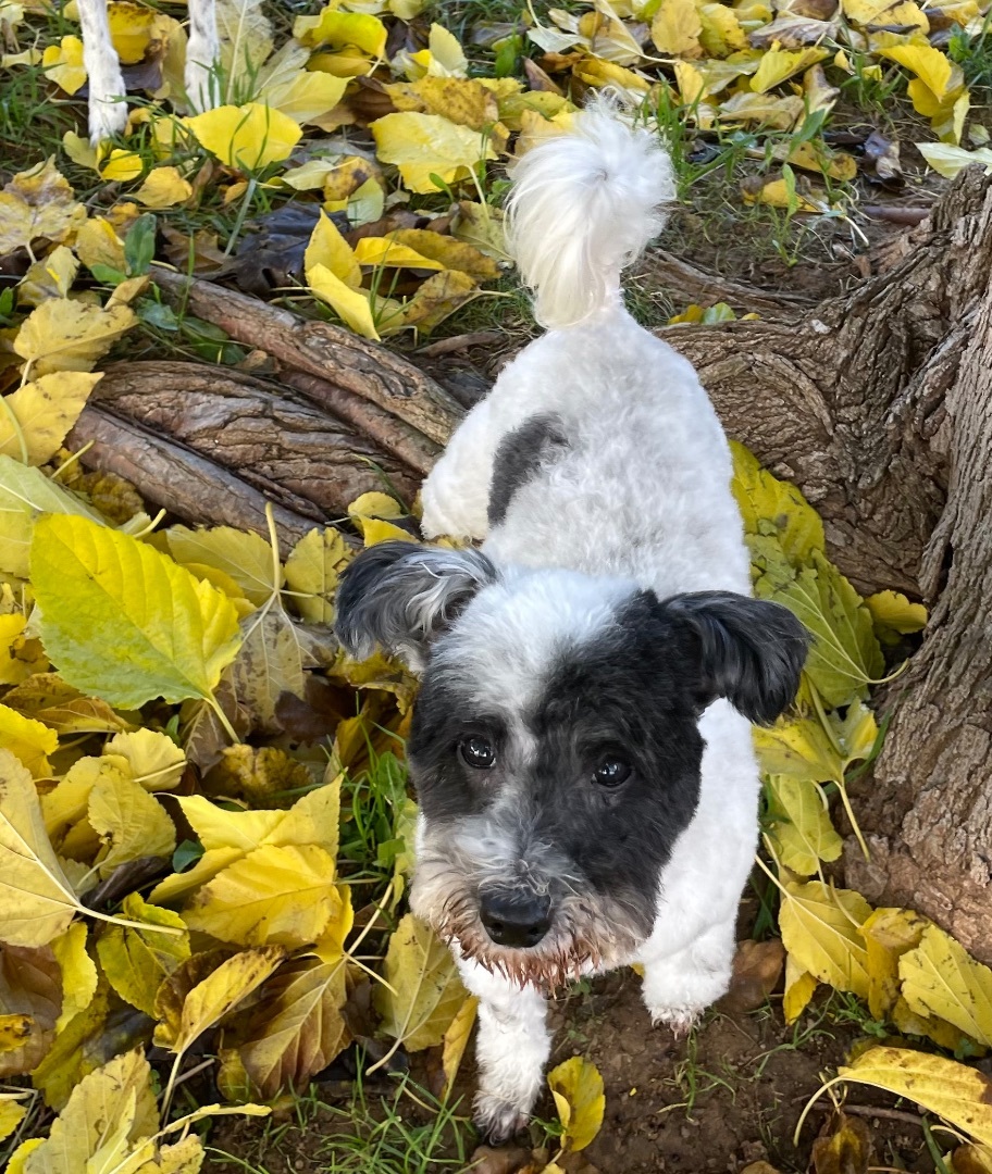 Enlarge Jones, a Adoptable mixed breed in Red Bluff, CA image 2/6