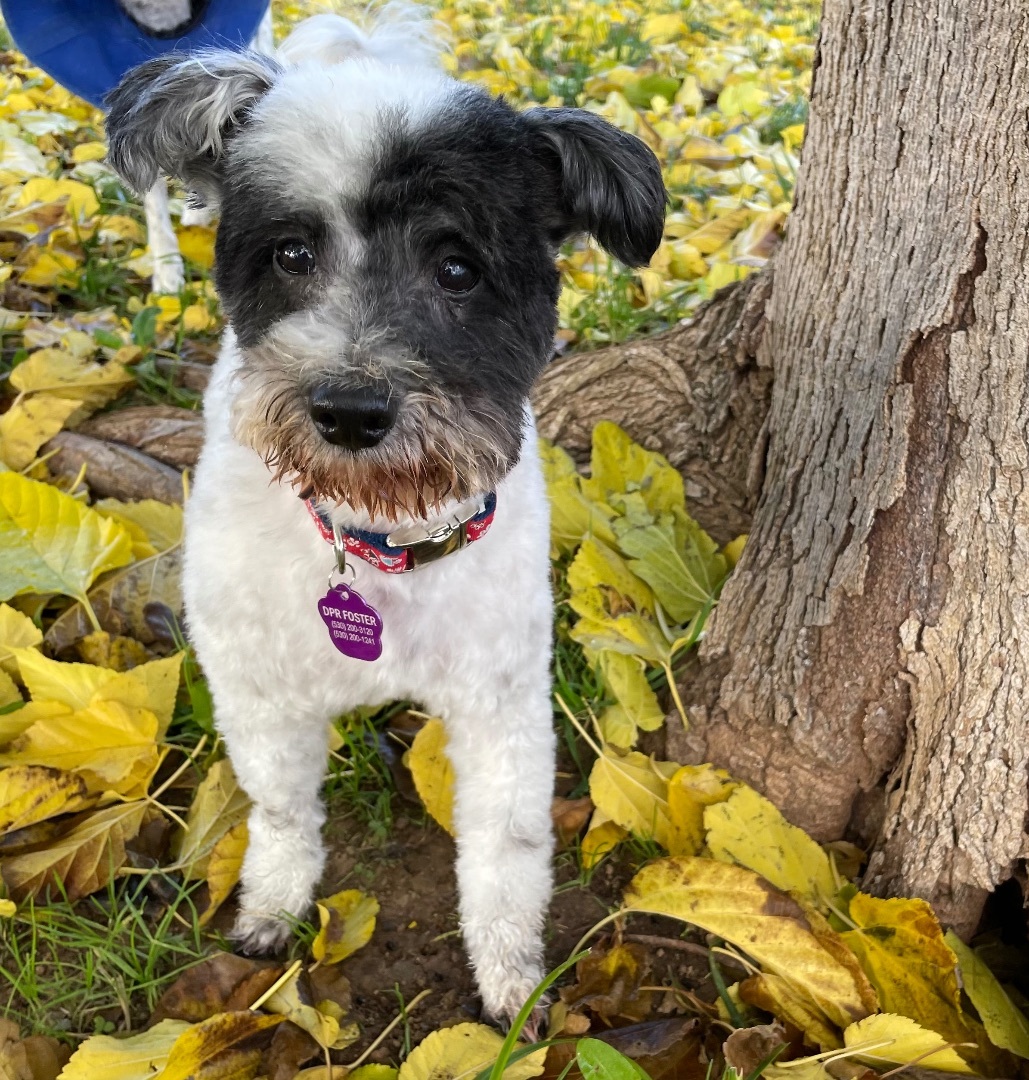 Enlarge Jones, a Adoptable mixed breed in Red Bluff, CA image 3/6