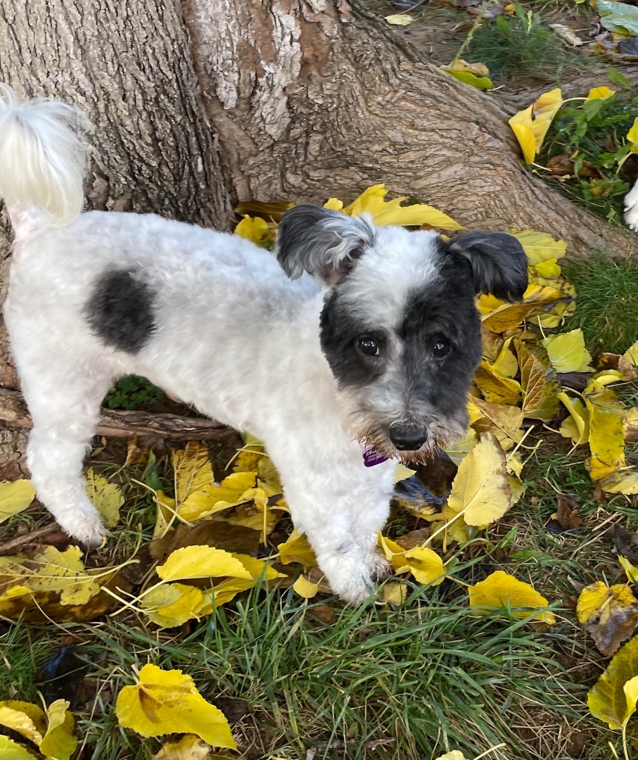Enlarge Jones, a Adoptable mixed breed in Red Bluff, CA image 4/6