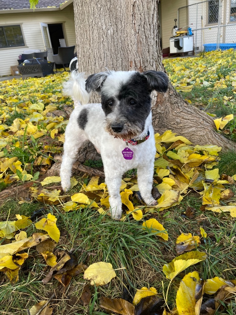 Enlarge Jones, a Adoptable mixed breed in Red Bluff, CA image 5/6