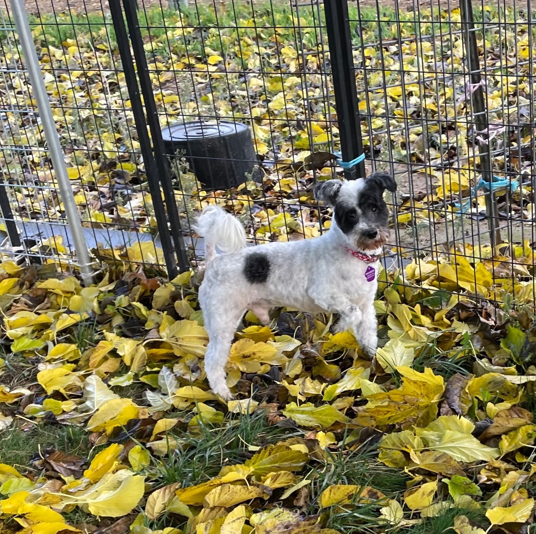Enlarge Jones, a Adoptable mixed breed in Red Bluff, CA image 6/6