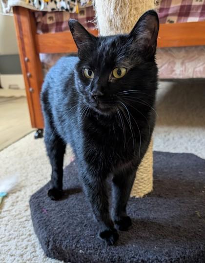 Jovie, Adoptable, Young Female Domestic Short Hair & Domestic Short Hair.
