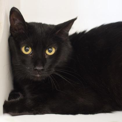 Jovie, a Adoptable mixed breed in Verona, WI image 2/2