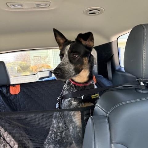 Rosie, Adoptable, Young Female Australian Cattle Dog / Blue Heeler & German Shepherd Dog.