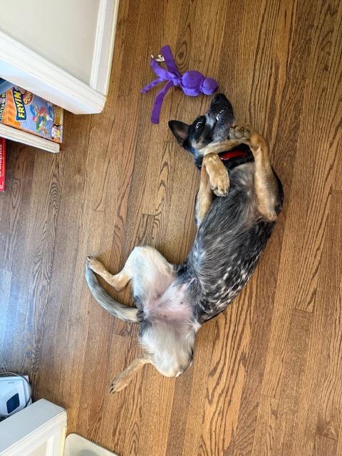 Rosie, a Adoptable mixed breed in Roanoke, VA image 2/5