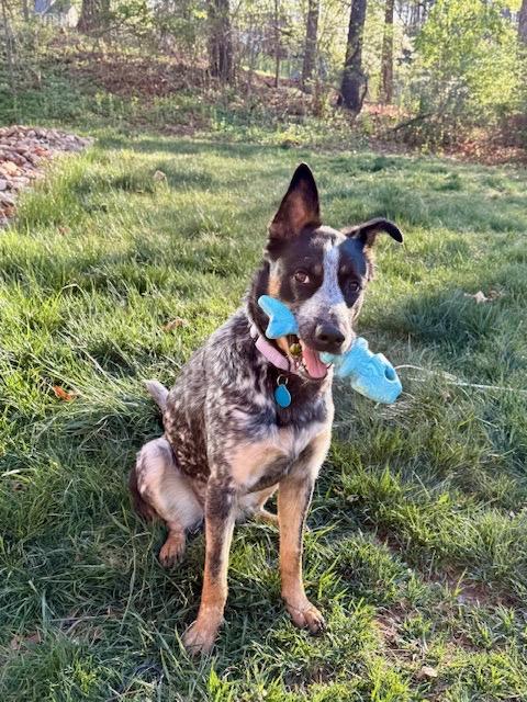 Rosie, a Adoptable mixed breed in Roanoke, VA image 3/5