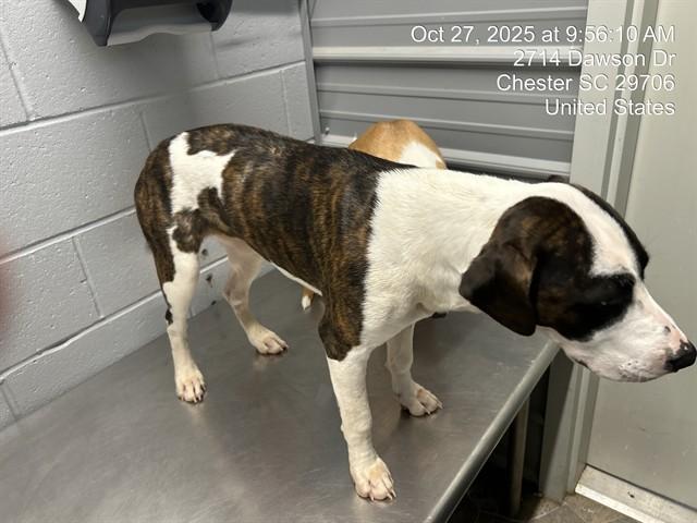 Enlarge LAINEY, a Adoptable mixed breed in Chester, SC image 1/1