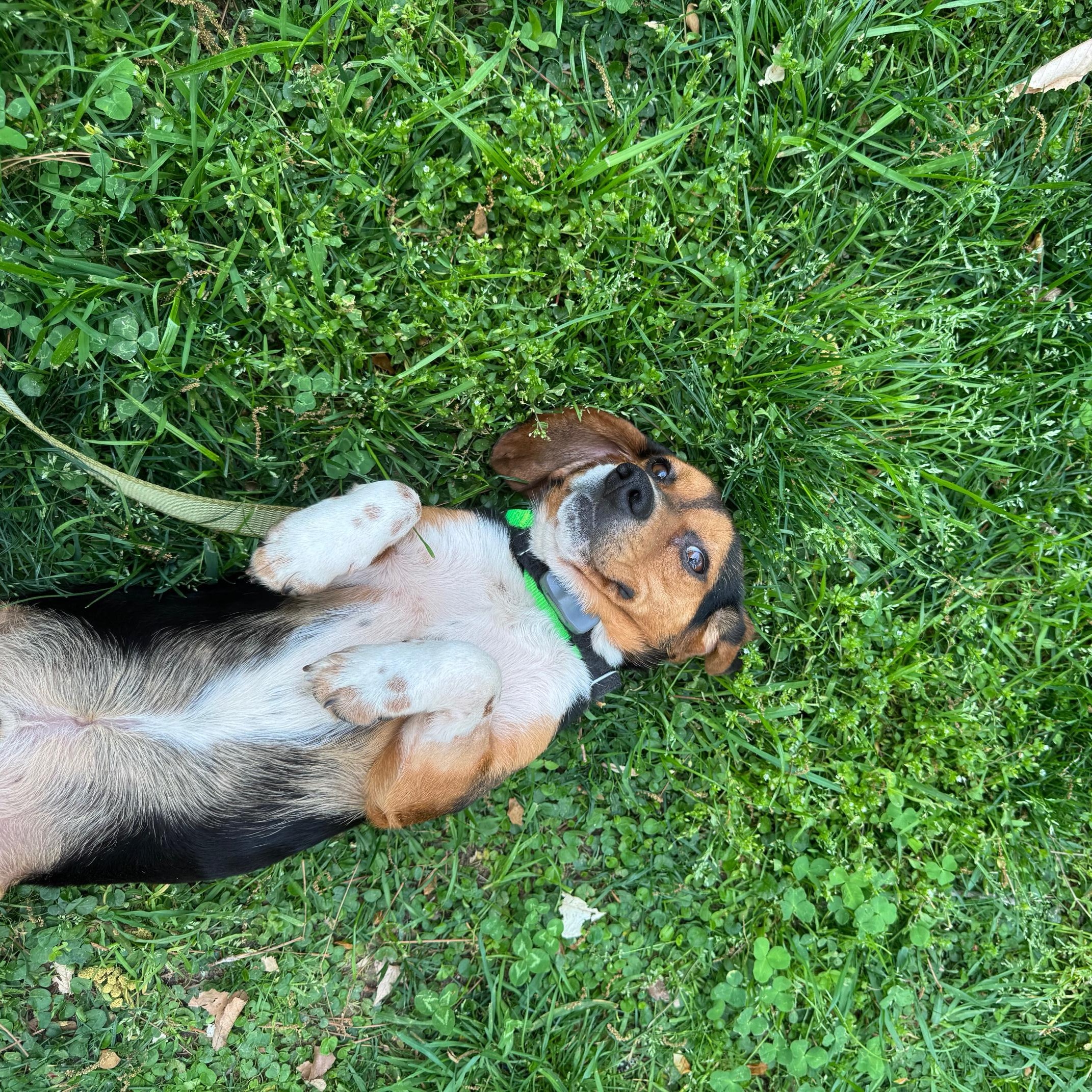 Enlarge Hunter, an adopted mixed breed in Rock Hill, SC image 3/6