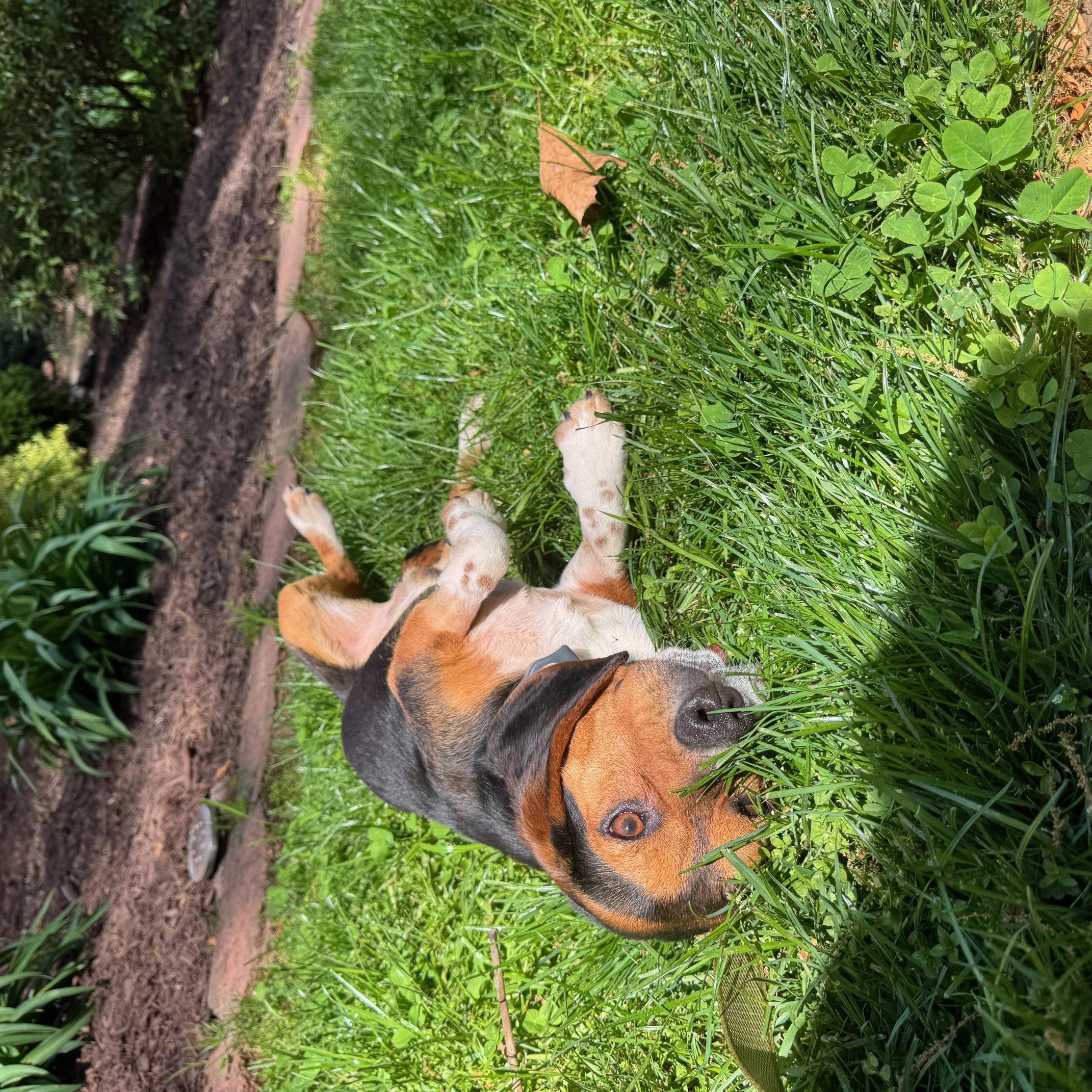 Enlarge Hunter, an adopted mixed breed in Rock Hill, SC image 5/6