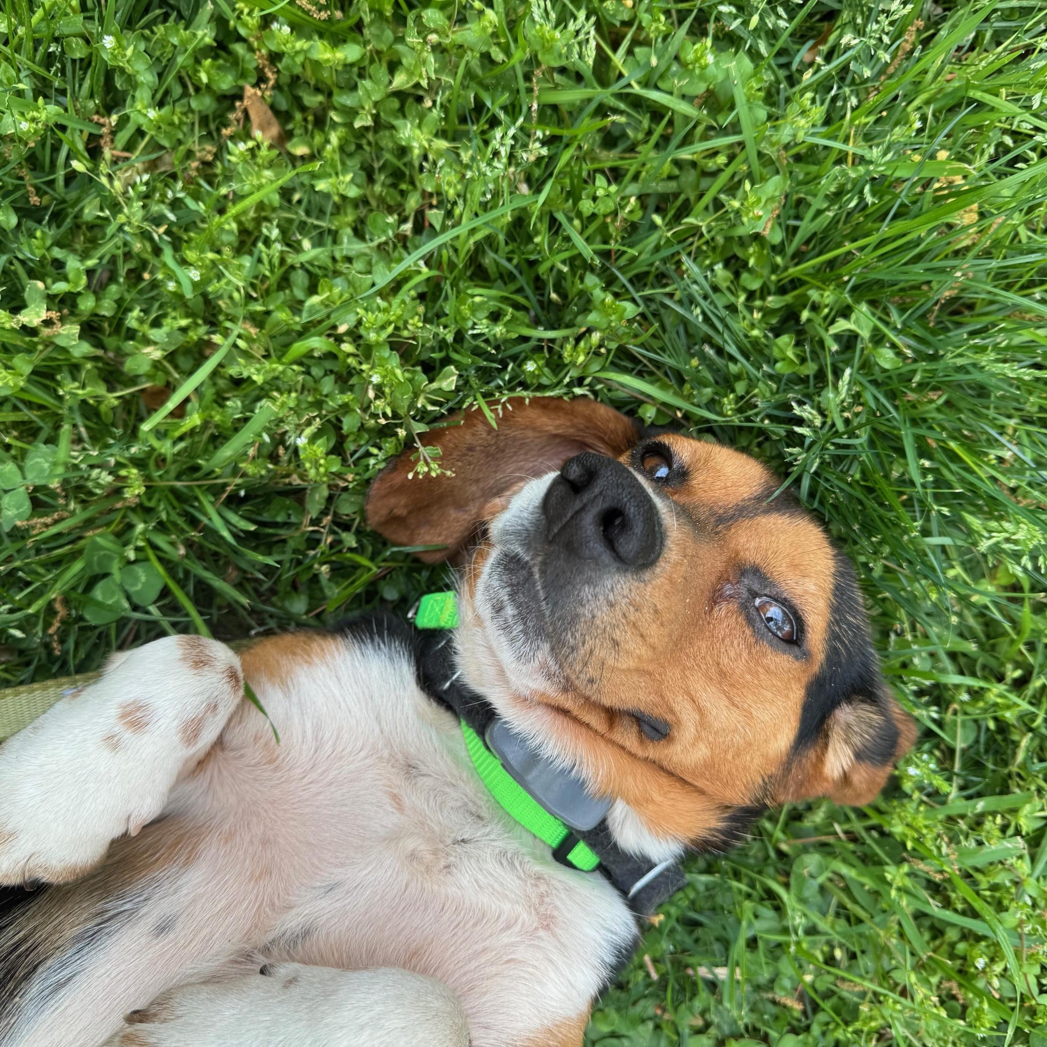 Enlarge Hunter, an adopted mixed breed in Rock Hill, SC image 2/6