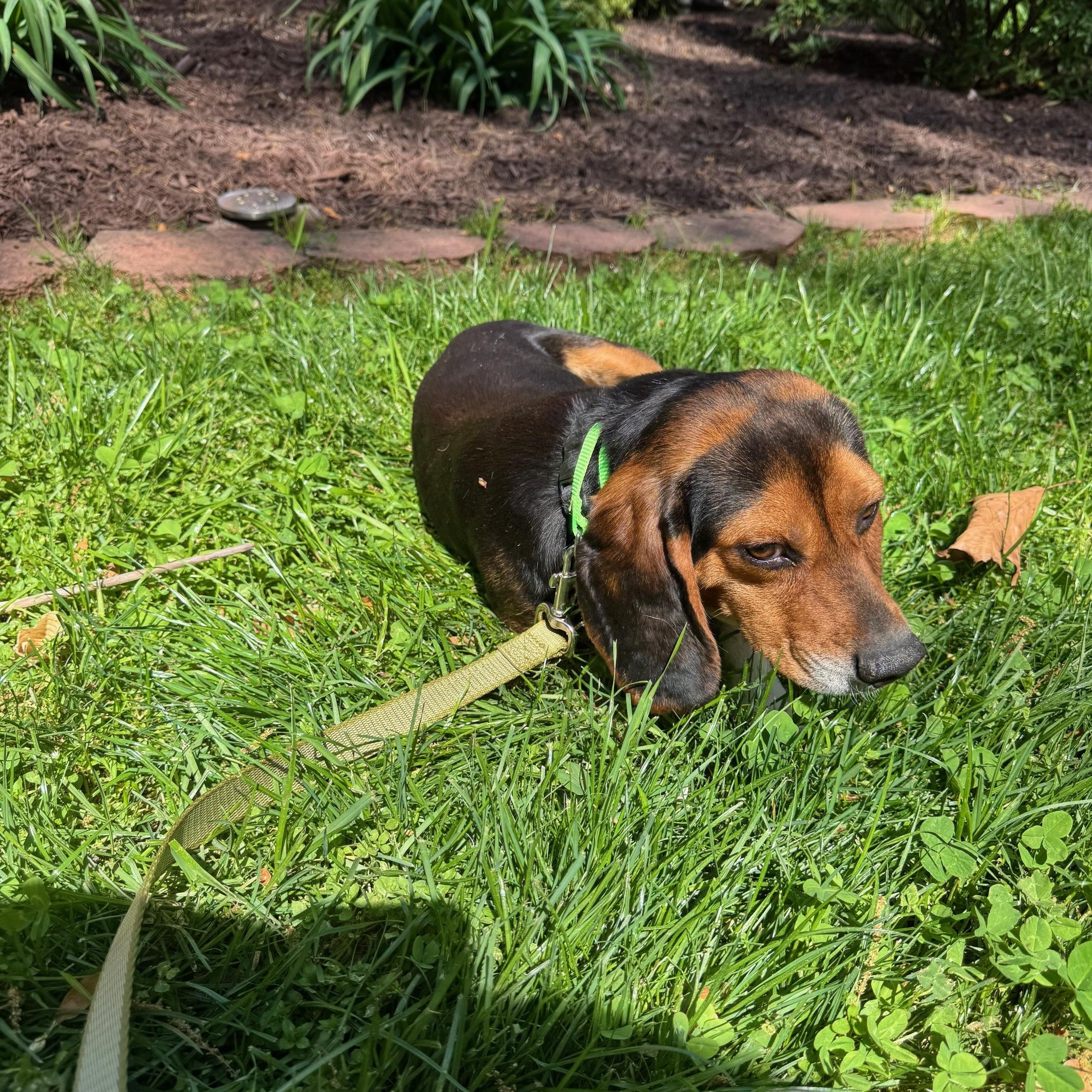 Enlarge Hunter, an adopted mixed breed in Rock Hill, SC image 4/6