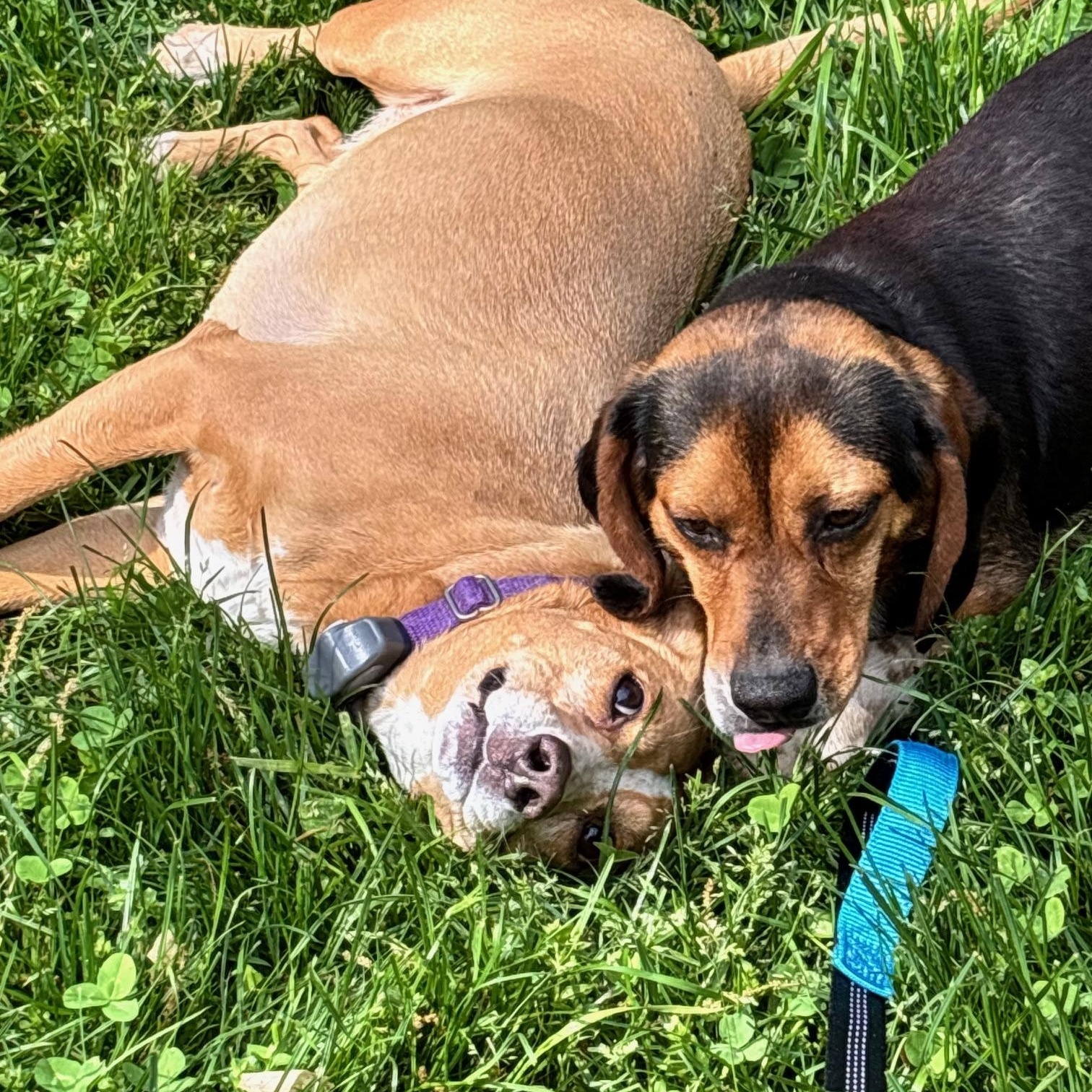 Enlarge Hunter, an adopted mixed breed in Rock Hill, SC image 6/6