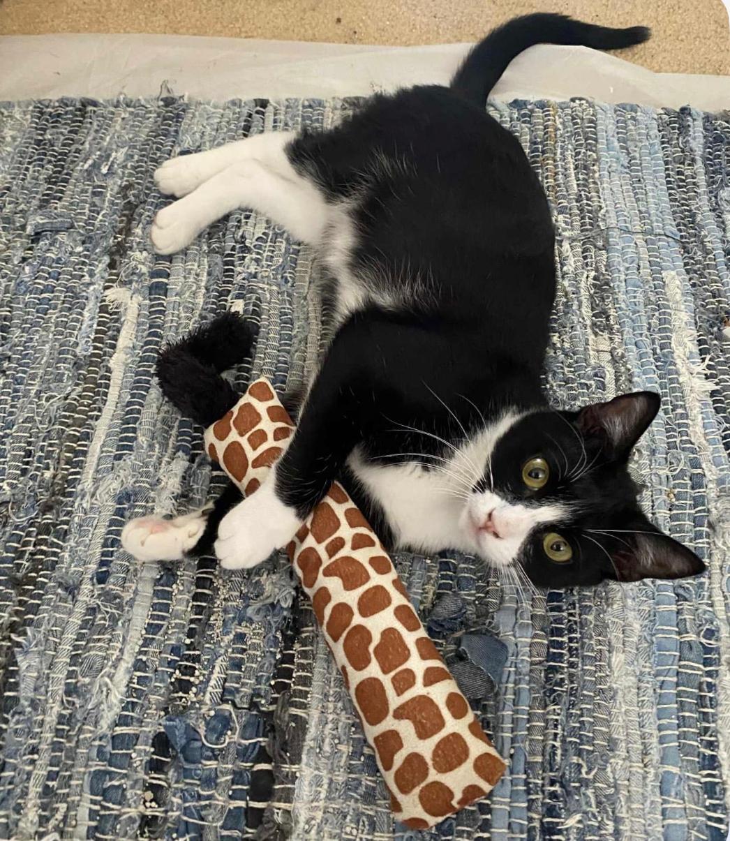 Tippy, Adoptable, Young Male Domestic Short Hair.