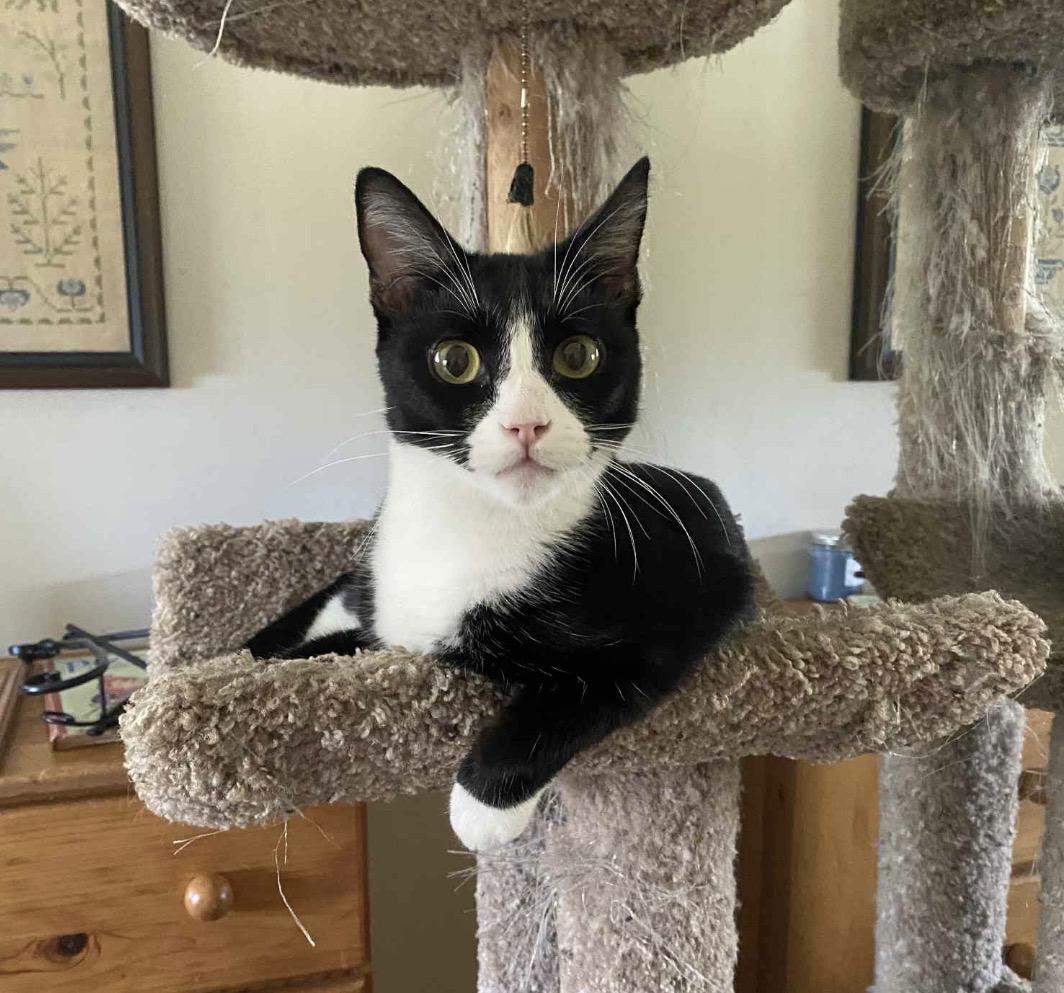 Tippy, a Adoptable Domestic Short Hair in Huntington Beach, CA image 1/3