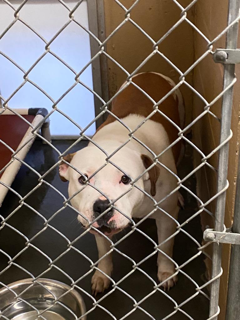 Enlarge Sharona, a Adoptable Pit Bull Terrier in Fall River, MA image 1/6