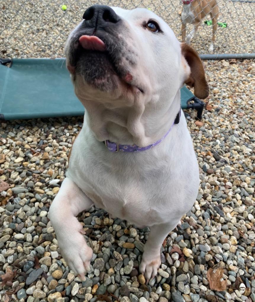 Enlarge Sharona, a Adoptable Pit Bull Terrier in Fall River, MA image 2/6