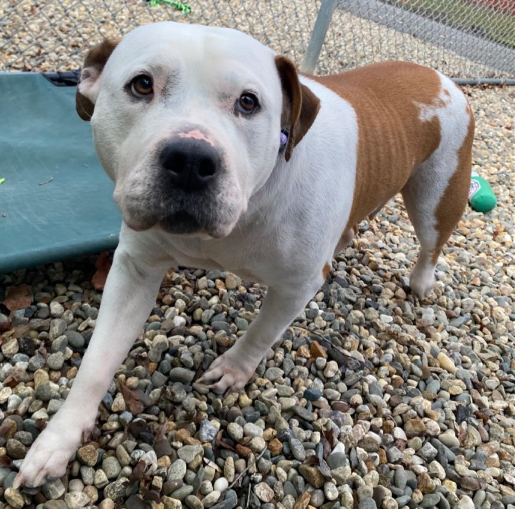Enlarge Sharona, a Adoptable Pit Bull Terrier in Fall River, MA image 3/6