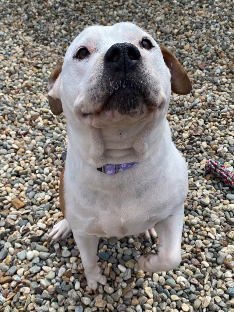 Enlarge Sharona, a Adoptable Pit Bull Terrier in Fall River, MA image 4/6