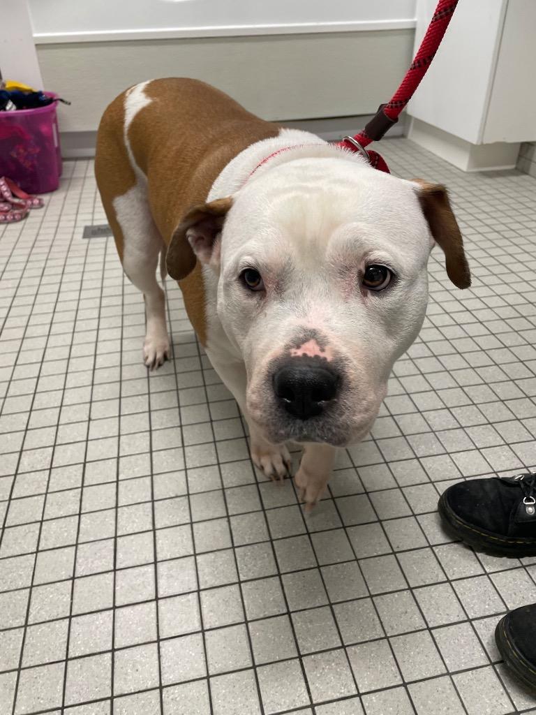 Enlarge Sharona, a Adoptable Pit Bull Terrier in Fall River, MA image 5/6