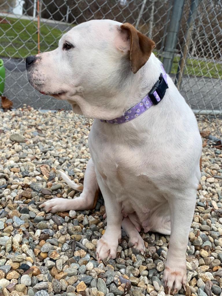Enlarge Sharona, a Adoptable Pit Bull Terrier in Fall River, MA image 6/6
